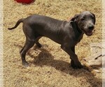 Small Photo #1 Great Dane Puppy For Sale in RIDGELAND, SC, USA