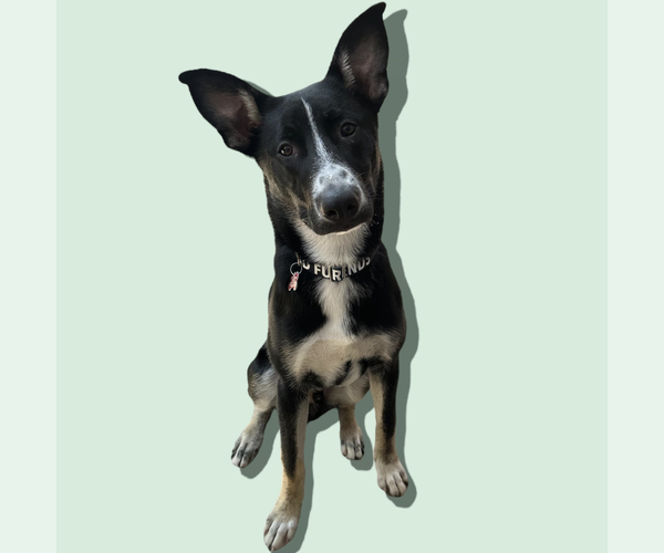 Medium Photo #2 Mutt Puppy For Sale in Rockville, MD, USA