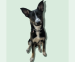 Small #1 Mutt