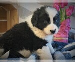 Small Photo #3 Border Collie Puppy For Sale in LUBLIN, WI, USA