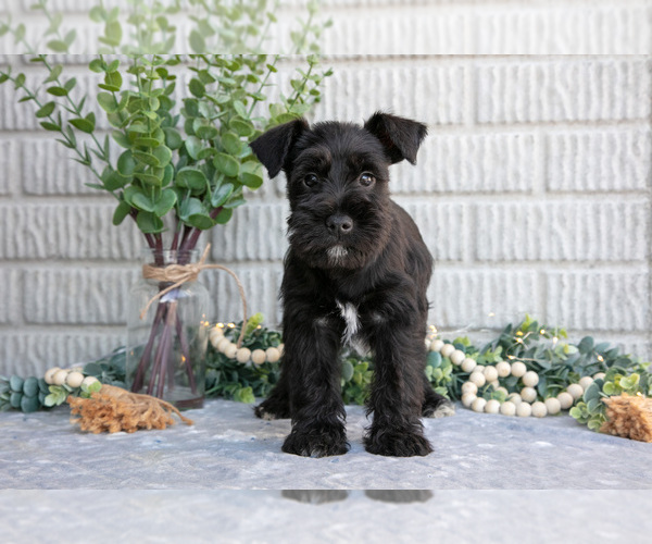 Medium Photo #2 Schnauzer (Miniature) Puppy For Sale in BALTIC, OH, USA