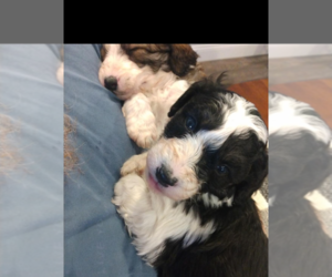 Aussiedoodle Puppy for sale in MUNCIE, IN, USA