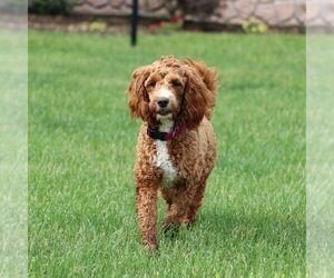 Mother of the Goldendoodle (Miniature) puppies born on 03/27/2025