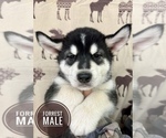 Small Photo #7 Alaskan Malamute Puppy For Sale in NORTH POLE, AK, USA