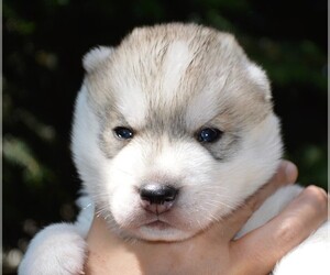Siberian Husky Puppy for sale in Magurele, Ilfov, Romainia
