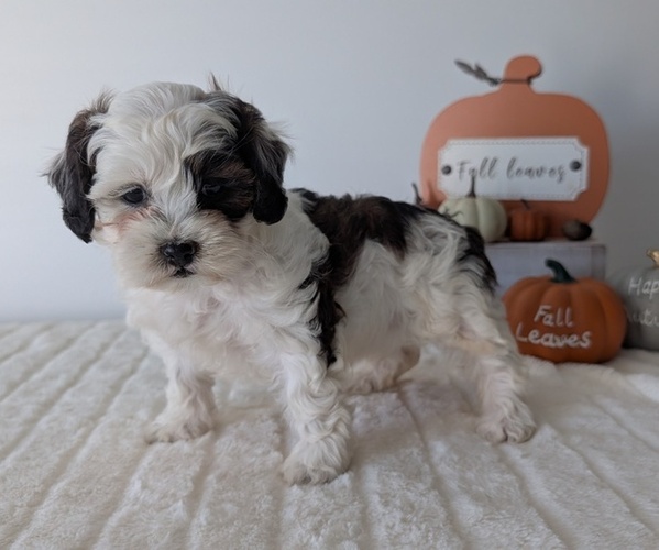 Medium Photo #1 ShihPoo Puppy For Sale in GOSHEN, IN, USA