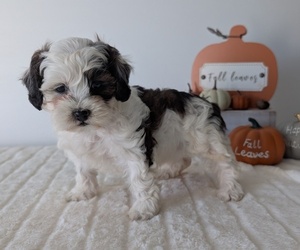 Medium ShihPoo