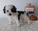 Puppy Luna ShihPoo
