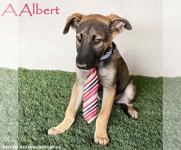 Medium Photo #1 German Shepherd Dog-Unknown Mix Puppy For Sale in San Diego, CA, USA