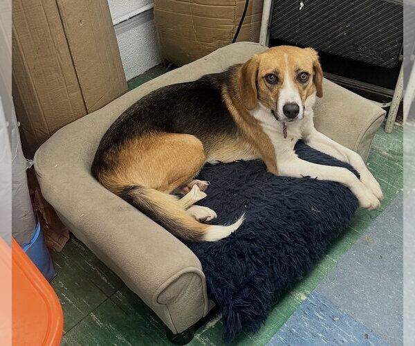 Medium Photo #3 Beagle-Unknown Mix Puppy For Sale in Conway, AR, USA