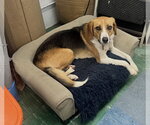 Small #2 Beagle Mix