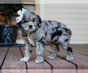 Australian Retriever Puppy for sale in LIBERTY, KY, USA