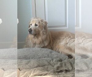 Jamie - Male Great Pyrenees Dog for Adoption - Photo #4