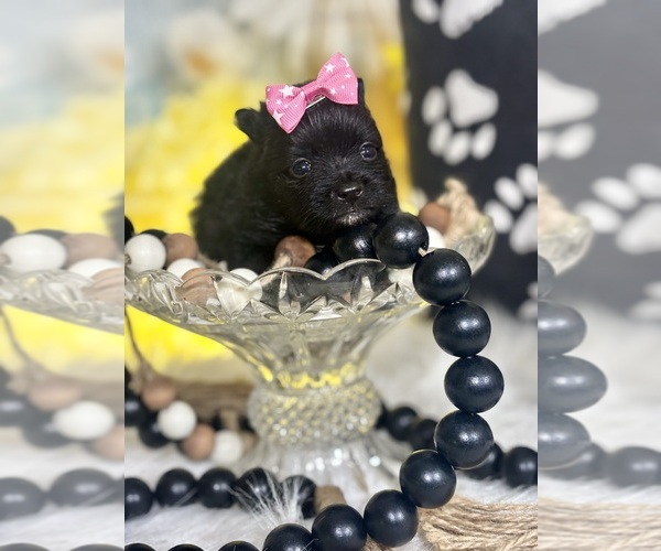 Medium Photo #7 Pomeranian Puppy For Sale in RIPLEY, MS, USA
