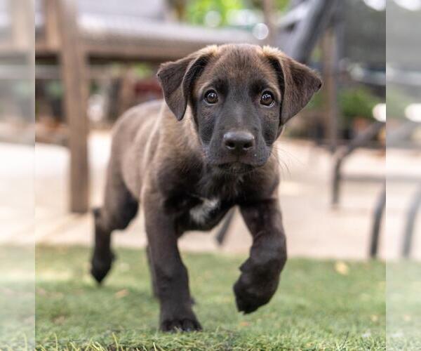 Medium Photo #17 Labrador Retriever-Unknown Mix Puppy For Sale in San Diego, CA, USA