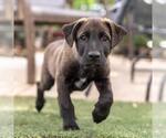 Small #16 Labrador Retriever Mix