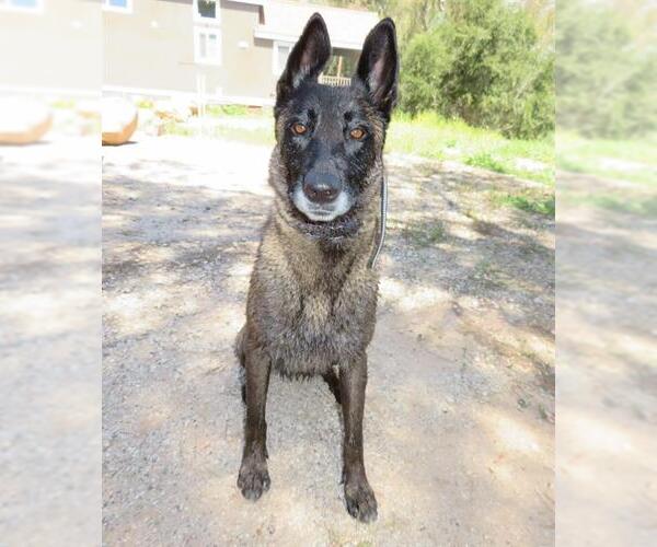 Medium Photo #1 Mutt Puppy For Sale in Camarillo, CA, USA