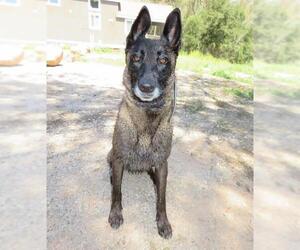 Mutt Dogs for adoption in Camarillo, CA, USA