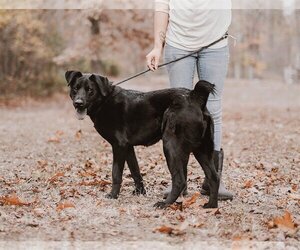 Labrador Retriever-Unknown Mix Dogs for adoption in Sparta, TN, USA