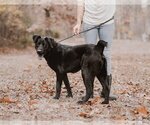 Small Photo #1 Labrador Retriever-Unknown Mix Puppy For Sale in Sparta, TN, USA