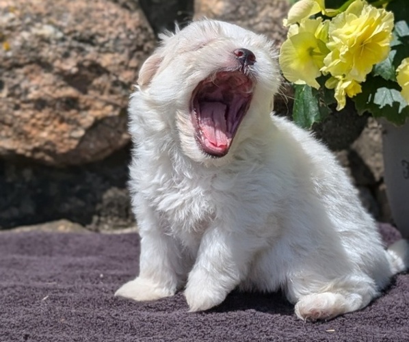 Medium Photo #3 Havanese Puppy For Sale in GOSHEN, IN, USA