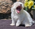 Small #2 Havanese