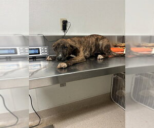 Mutt Dogs for adoption in Bakersfield, CA, USA