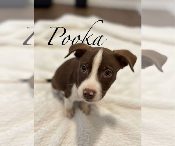 Medium Photo #2 Aussie Siberian Puppy For Sale in Hillsboro, MO, USA