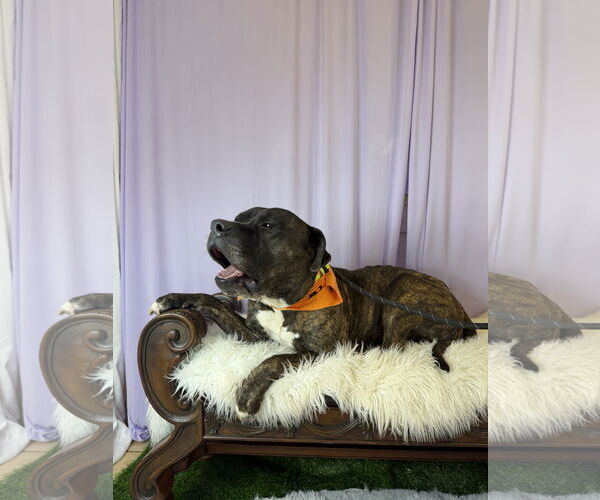 Medium Photo #4 Mastiff Puppy For Sale in Goodyear, AZ, USA