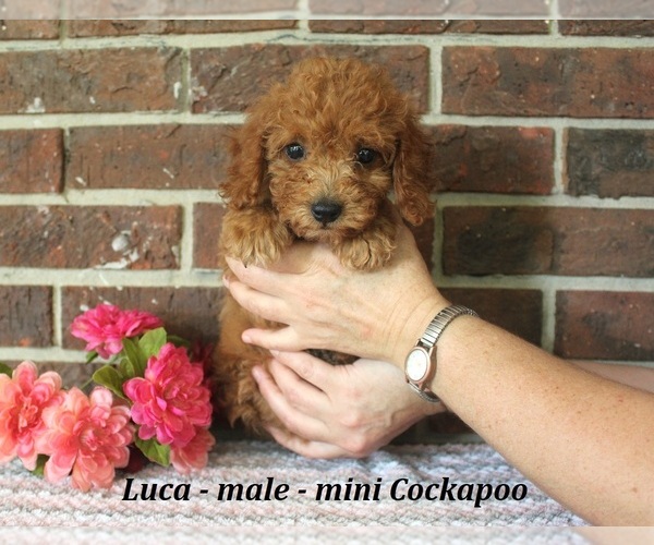 Medium Photo #4 Cockapoo (Miniature) Puppy For Sale in CLARKRANGE, TN, USA