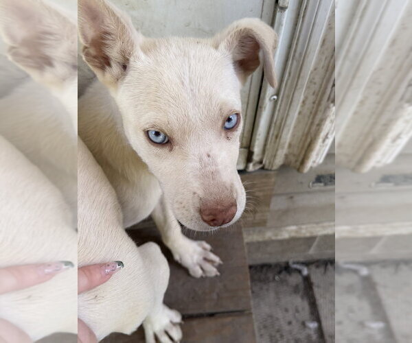 Medium Photo #3 Siberian Husky-Unknown Mix Puppy For Sale in Springdale, PA, USA