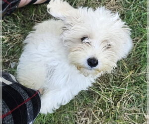 Havanese Dogs for adoption in Olalla, WA, USA