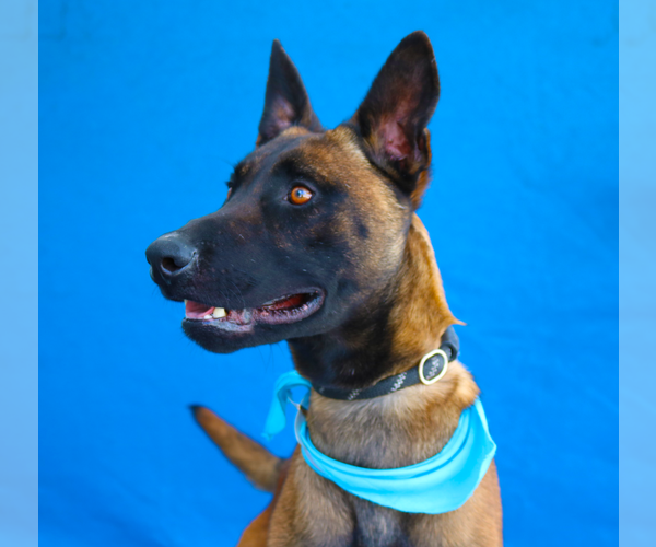 Medium Photo #3 Mutt Puppy For Sale in Pasadena, CA, USA