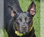 Small American Staffordshire Terrier-Bulldog Mix