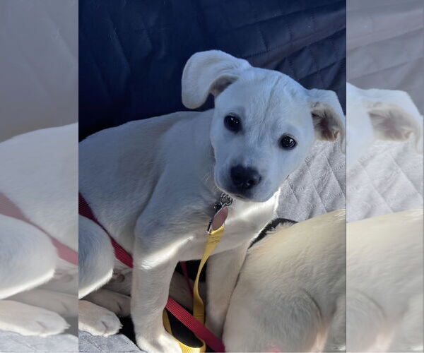 Medium Photo #7 Anatolian Pyrenees Puppy For Sale in Royal Palm Beach, FL, USA