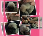 Small Photo #2 French Bulldog Puppy For Sale in CANBY, OR, USA