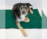 Small #6 Bearded Collie Mix