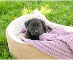 Small Labrador Retriever