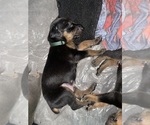 Small #2 Doberman Pinscher