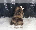 Small Photo #20 Cocker Spaniel Puppy For Sale in WARSAW, IN, USA