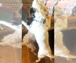 Small #3 Australian Shepherd Mix