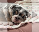 Puppy Diamond English Bulldog