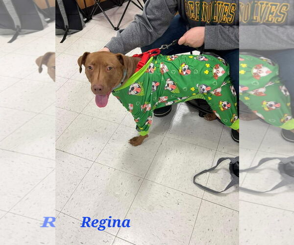 Medium Photo #7 American Pit Bull Terrier-Labrador Retriever Mix Puppy For Sale in Minneapolis, MN, USA