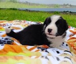 Small #4 Border Collie
