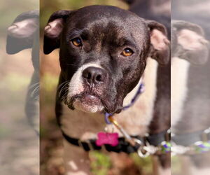 American Staffordshire Terrier-Boxer Mix Dogs for adoption in West Cornwall, CT, USA