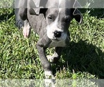 Small Photo #4 Great Dane Puppy For Sale in WINSTON-SALEM, NC, USA