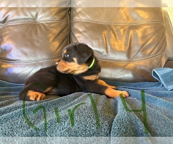 Medium Photo #3 Rottweiler Puppy For Sale in LAFAYETTE, IN, USA