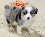 Small Photo #8 Australian Shepherd Puppy For Sale in ANTHONY, FL, USA
