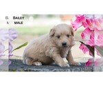 Small Photo #10 American Eskimo Dog-Poodle (Toy) Mix Puppy For Sale in CLARE, MI, USA
