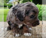 Small #5 F2 Aussiedoodle